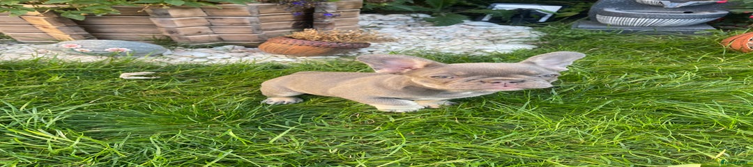 French Bulldog Puppy 2