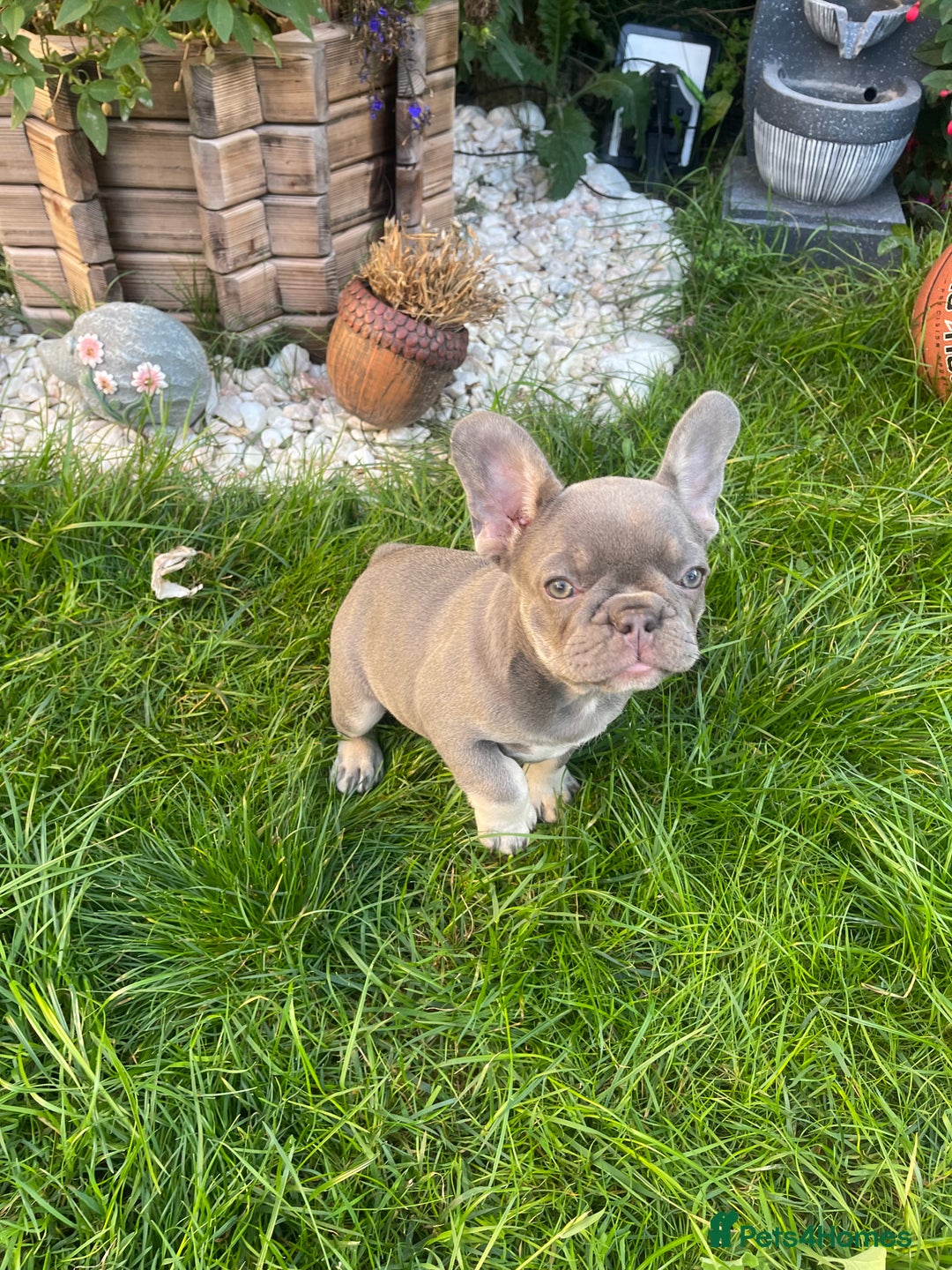 French Bulldog dogs for sale: KC registered french bulldogs  - Image 20
