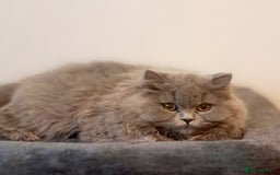 British Longhair cats for sale: TICA Beautiful Blue British Longhair Female - Image 23