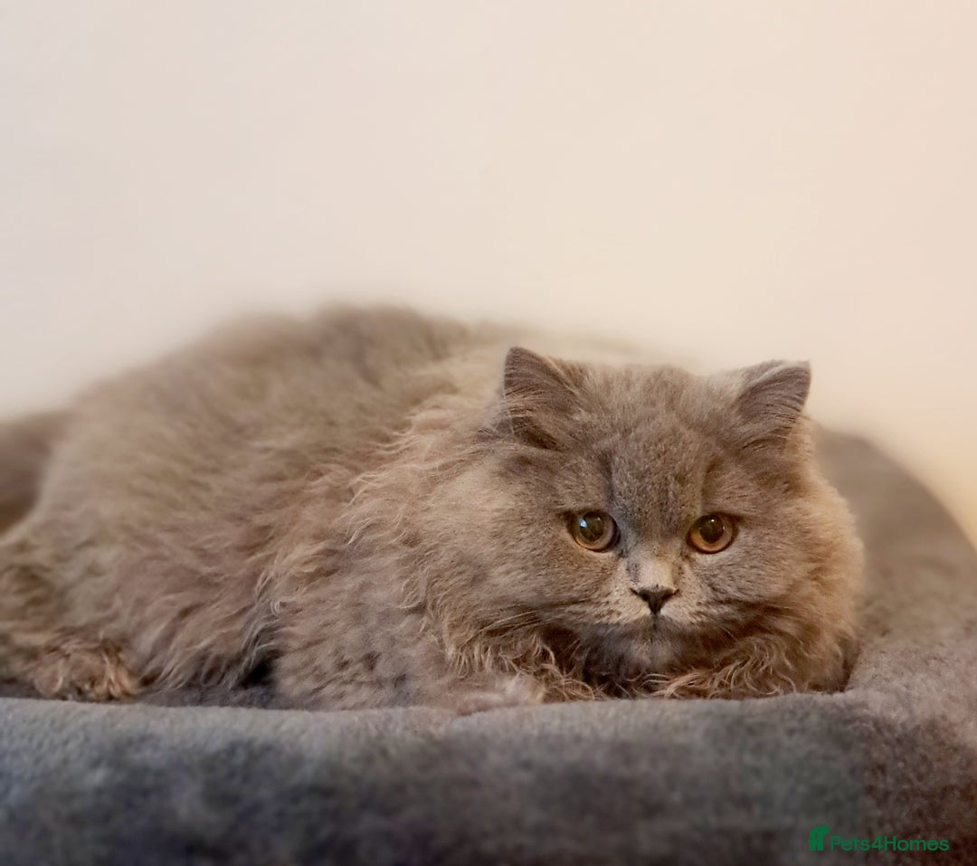 British Longhair cats for sale: TICA Beautiful Blue British Longhair Female - Image 23