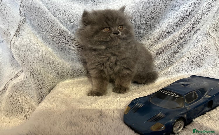 Persian cats - Advert 3
