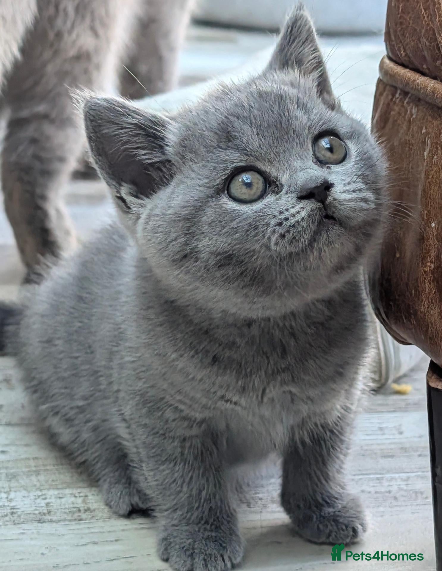 British Shorthair cats GCCF Registered British Shorthair Kittens - Advert 13