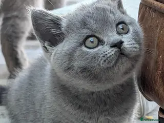 British Shorthair cats GCCF Registered British Shorthair Kittens - Advert 13
