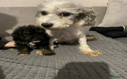 Maltipoo dogs for sale: Maltipoo babies - Advert 6