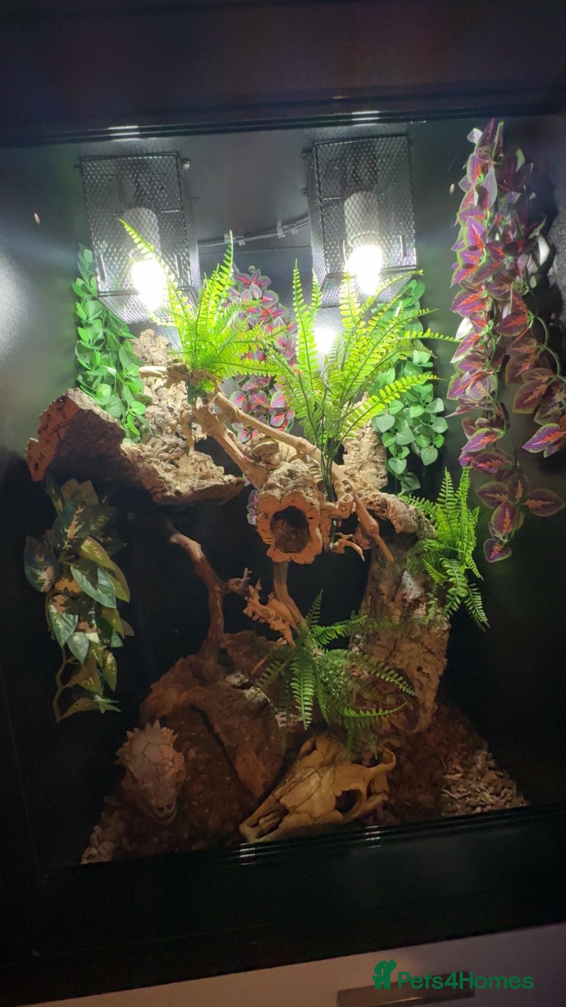 Gecko reptiles for sale: Female Lilly white with set up  - Advert 3