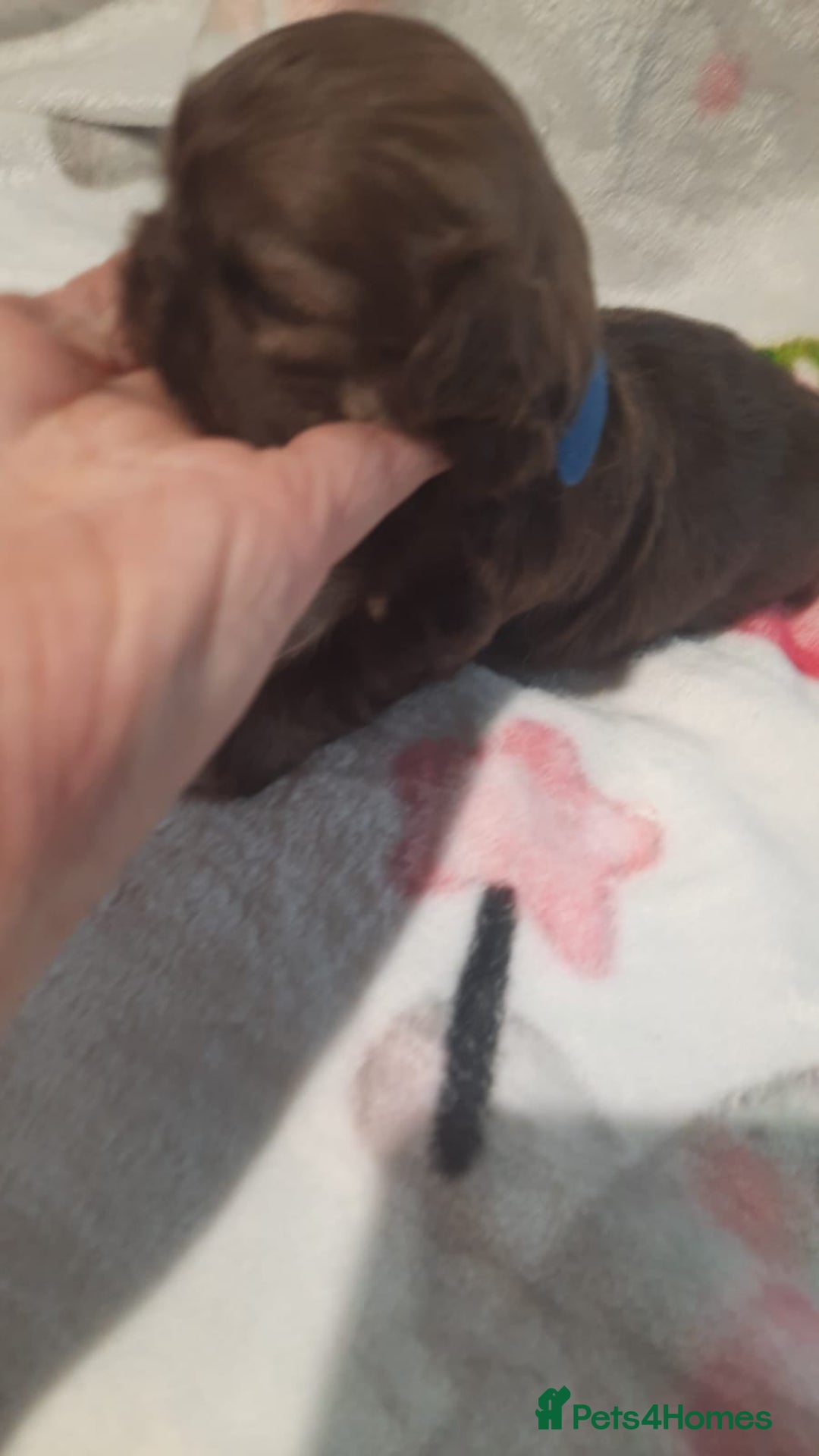 Shih Tzu dogs for sale: KC Registered Imp Shihtzu pups - Image 21