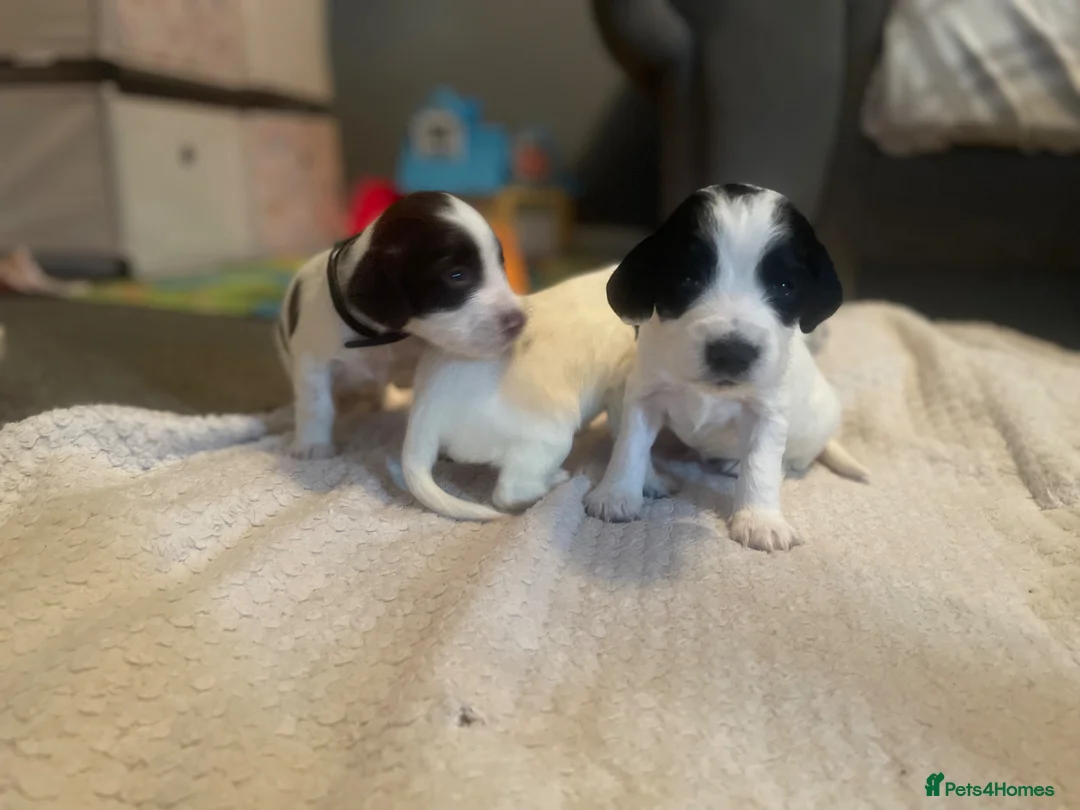 Sprocker dogs for sale: 8 sprocker spaniel puppies for sale 🌟 in Durham - Advert 17