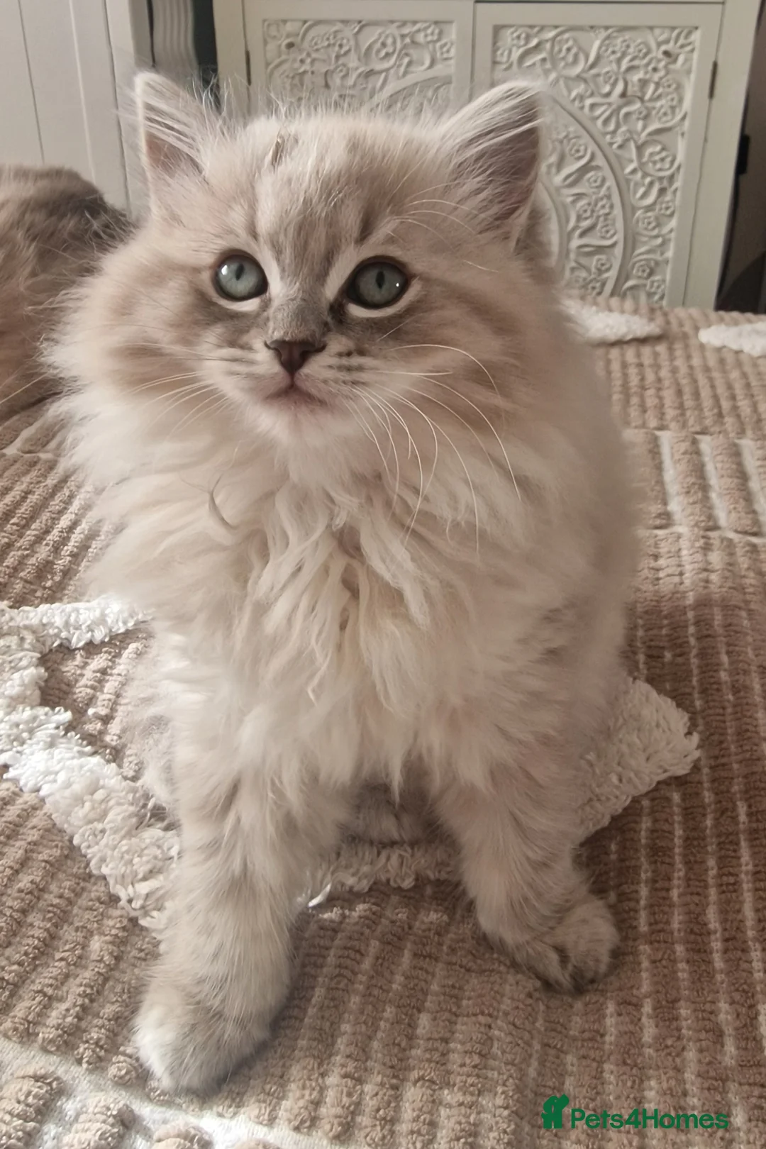 Ragdoll cats for sale: Mink ragdoll babies  - Advert 6