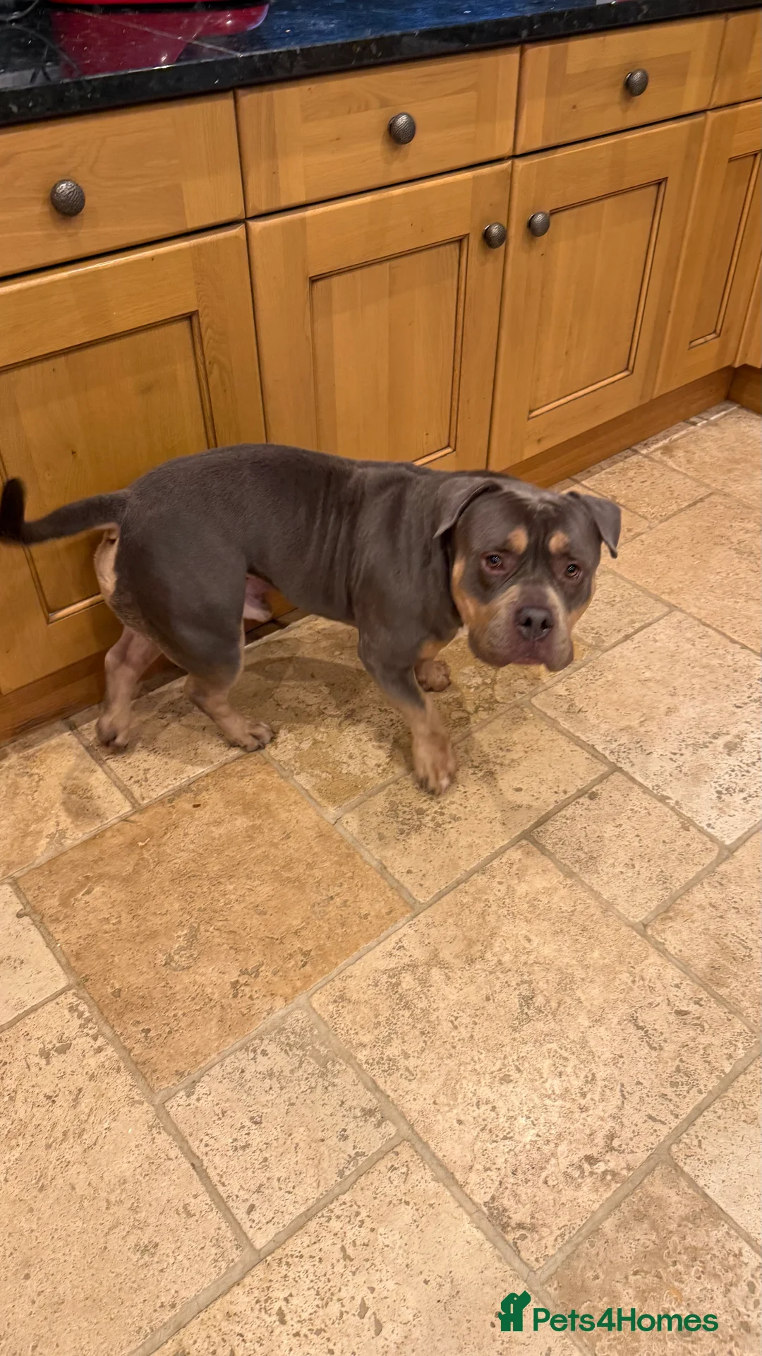 American Bully dogs for sale: Pocket Bully  - Advert 3