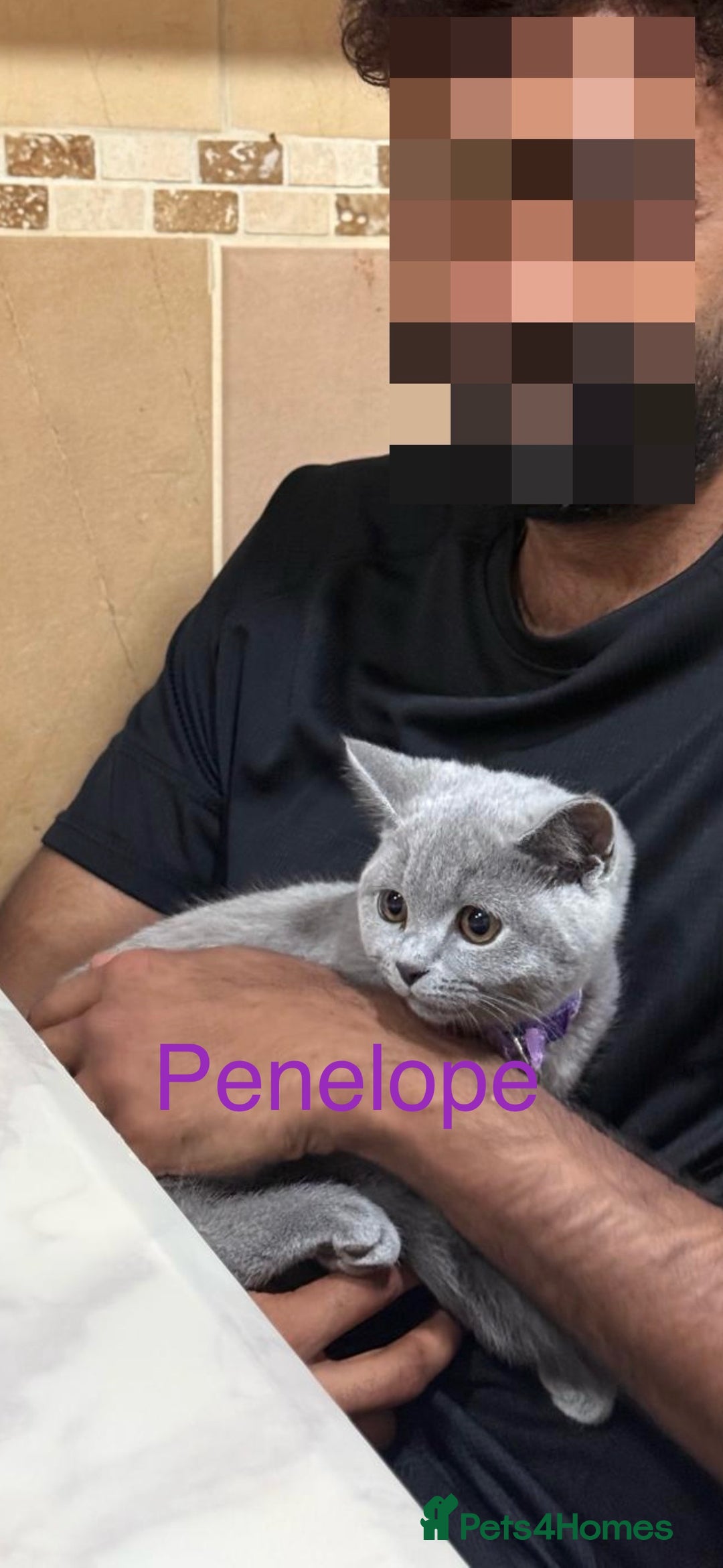 British Shorthair cats for sale: British short hair male and female  - Image 7