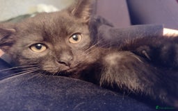 Mixed Breed cats for sale: 12 weeks old boy looking for a new home  - Image 7