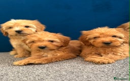 Cockapoo dogs for sale: Ready to go beautiful puppies  - Advert 11