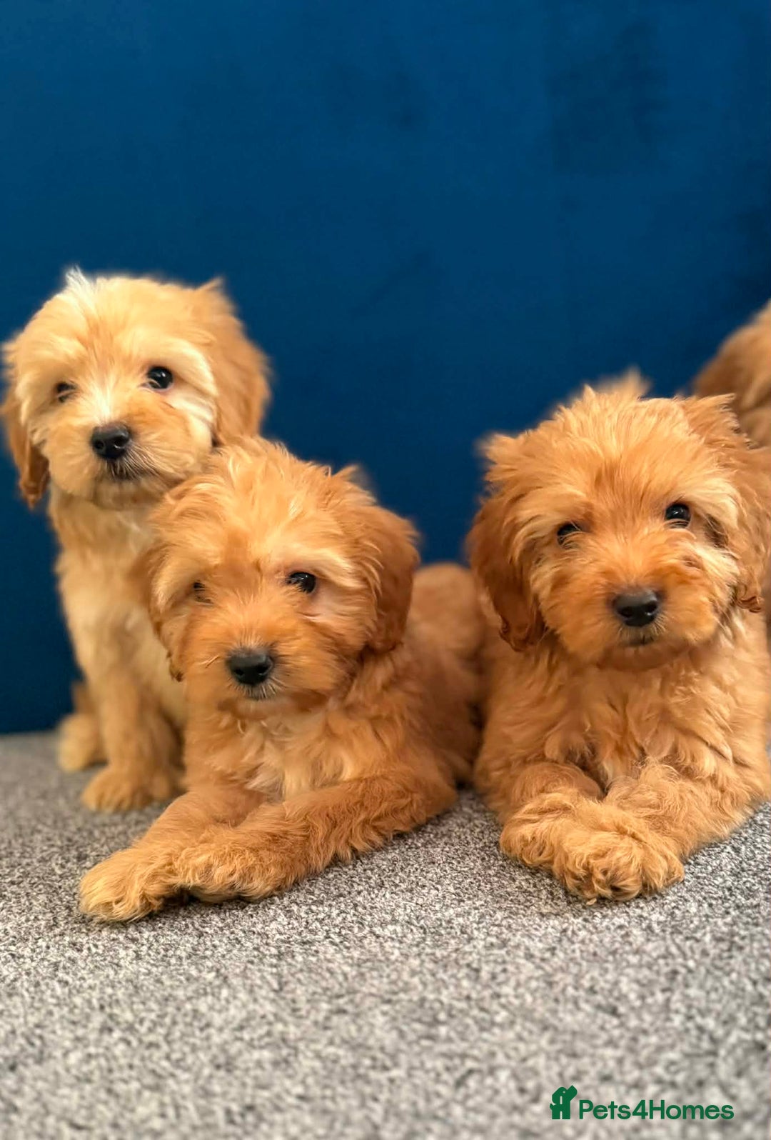 Cockapoo dogs for sale: Ready to go beautiful puppies  - Advert 11