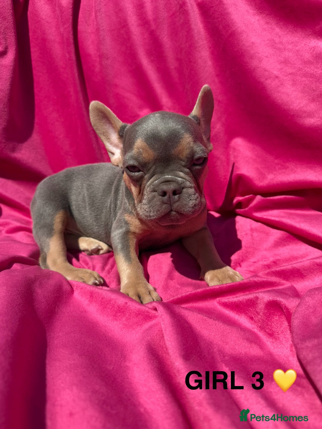 French Bulldog dogs for sale: 🔥READY TODAY Quality KC French Bulldog Puppies✨🔥 - Image 24