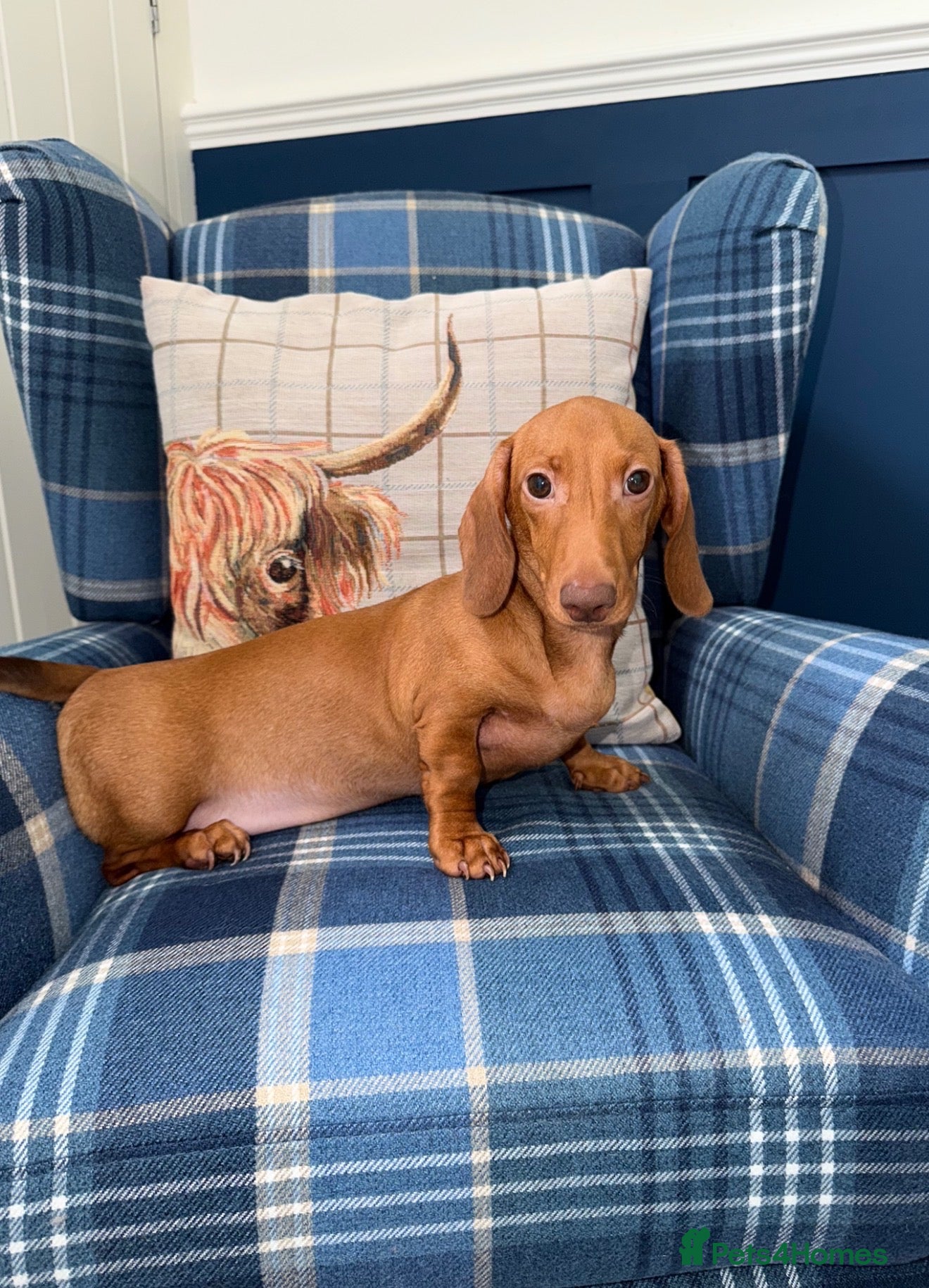 Miniature Dachshund dogs 💙💙One Chocolate Based Red Boy Left💙💙 - Advert 1