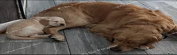 Golden Retriever dogs for sale:  Show & Field Champion Heritage due june  - Advert 7