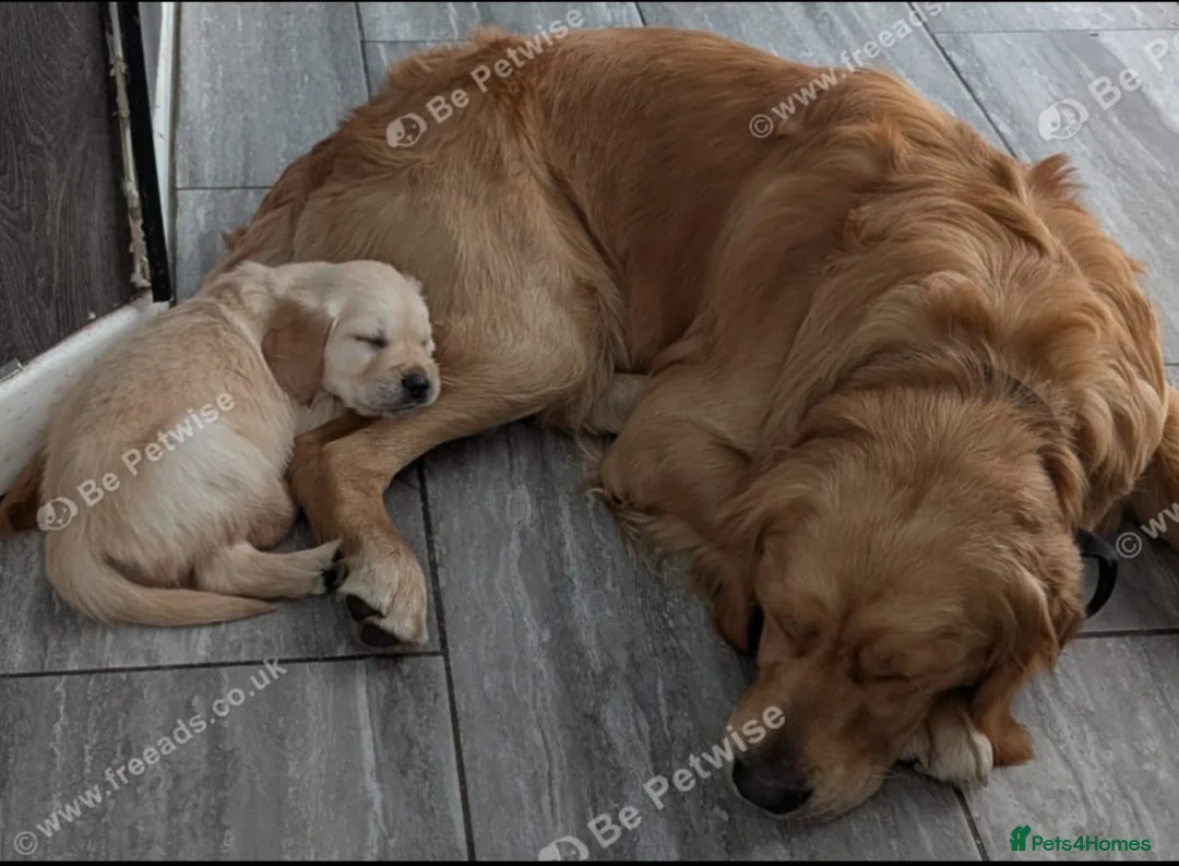 Golden Retriever dogs for sale:  Show & Field Champion Heritage due june  - Advert 7