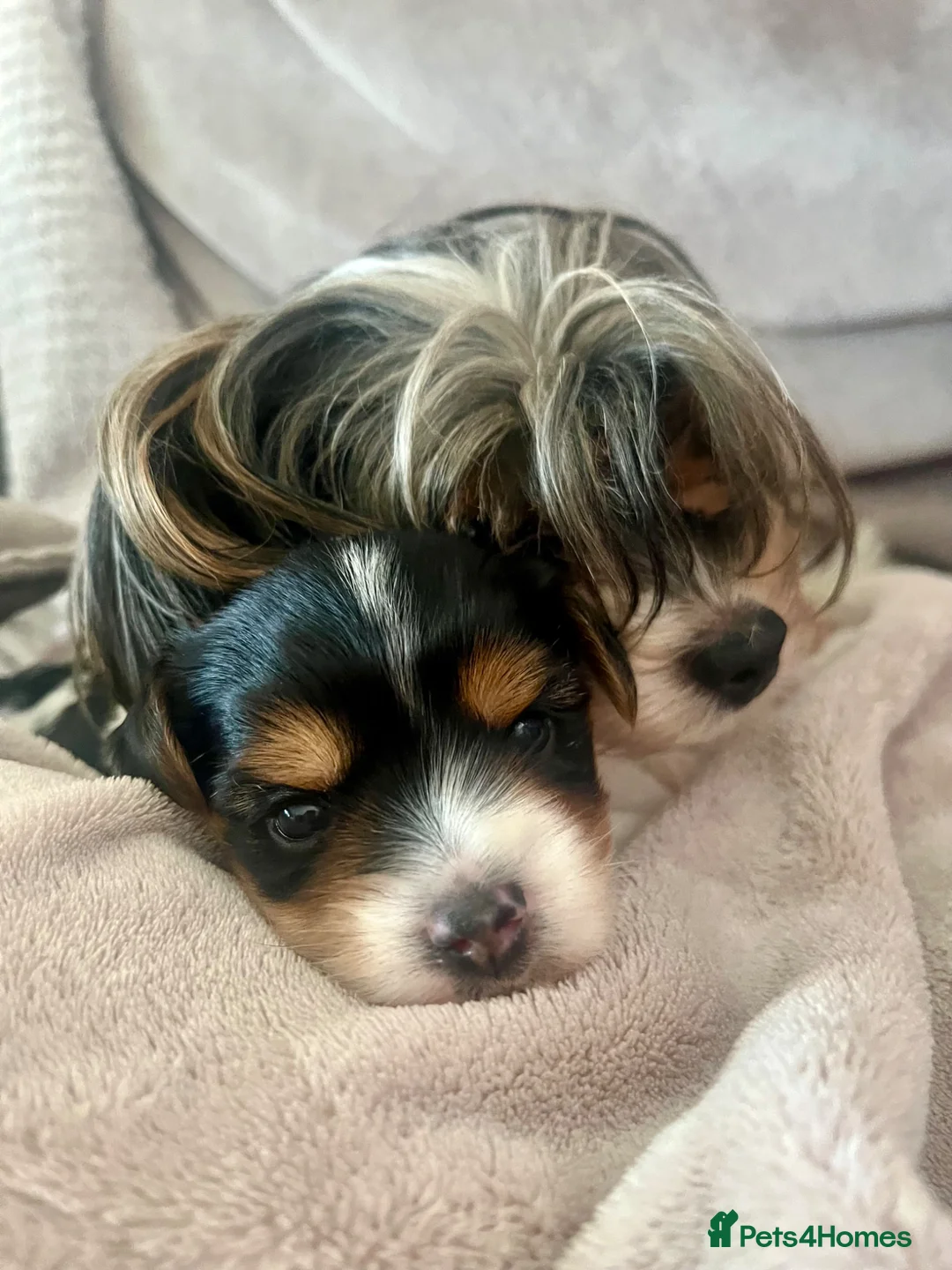 Biewer Terrier dogs for sale: Beautiful Biewer Terrier Boy  - Advert 1