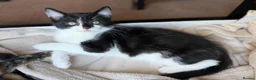 Mixed Breed cats for sale: Adorable 11 week old Kittens - Ready for Homes! in Harrow - Advert 14