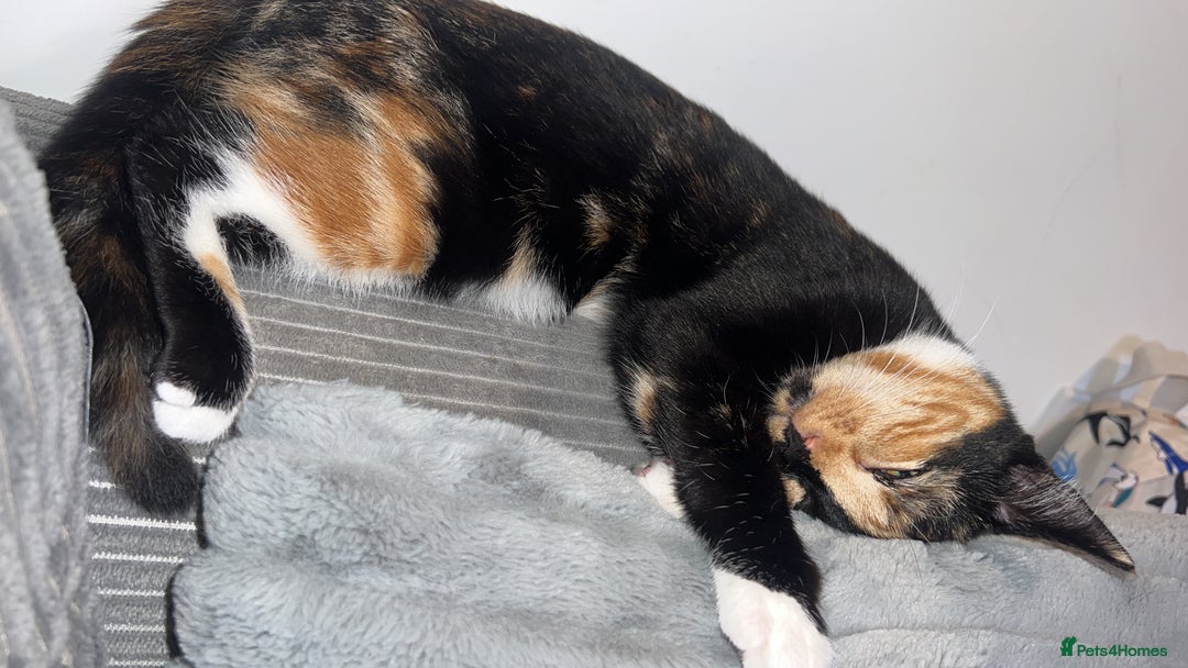 Domestic Shorthair cats for sale: Calico cat - Cleo - 1.5 years old  - Image 7