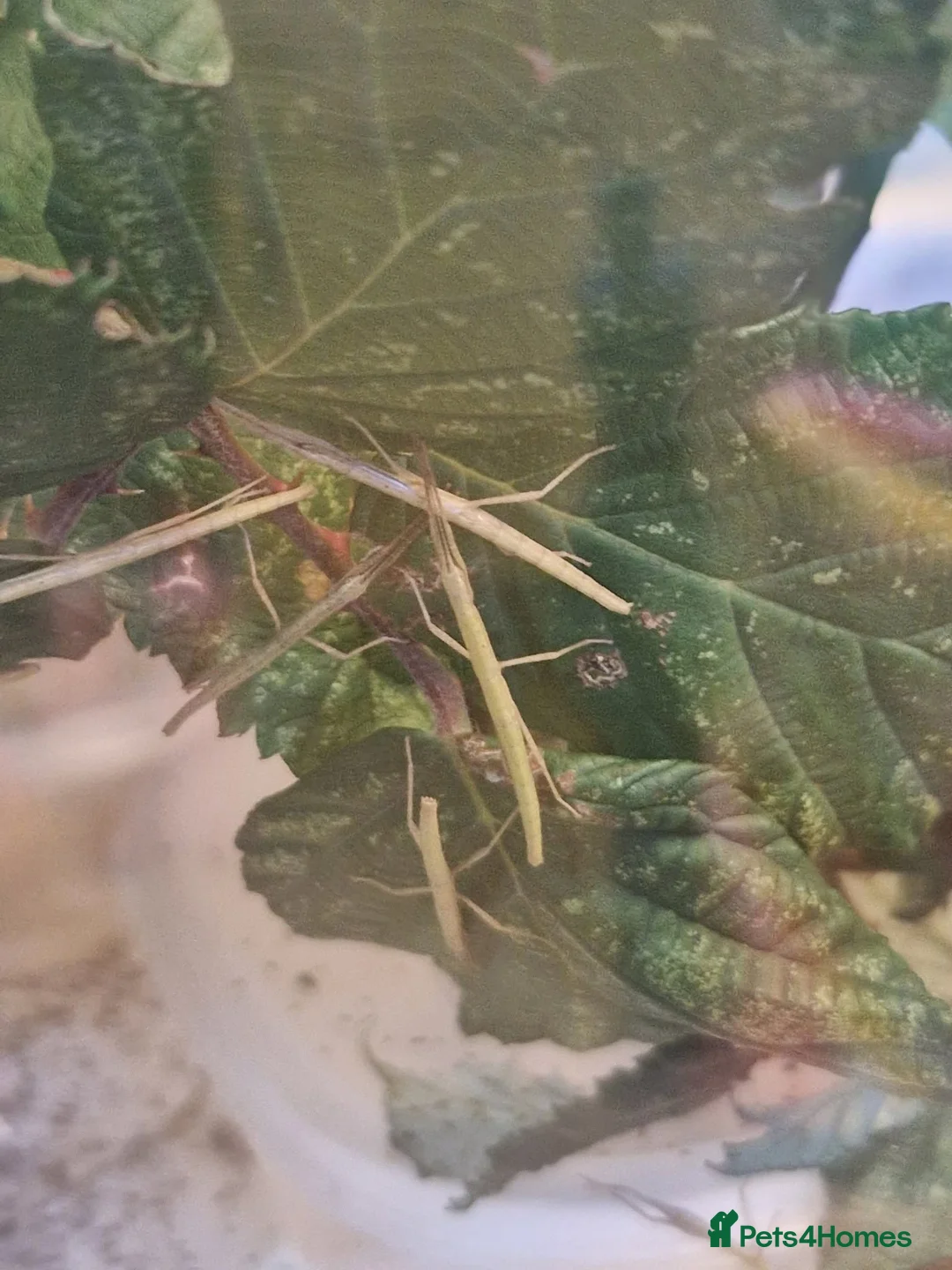Stick Insects invertebrates for sale: Indian Stick Insects Nympths 50p each - Advert 2