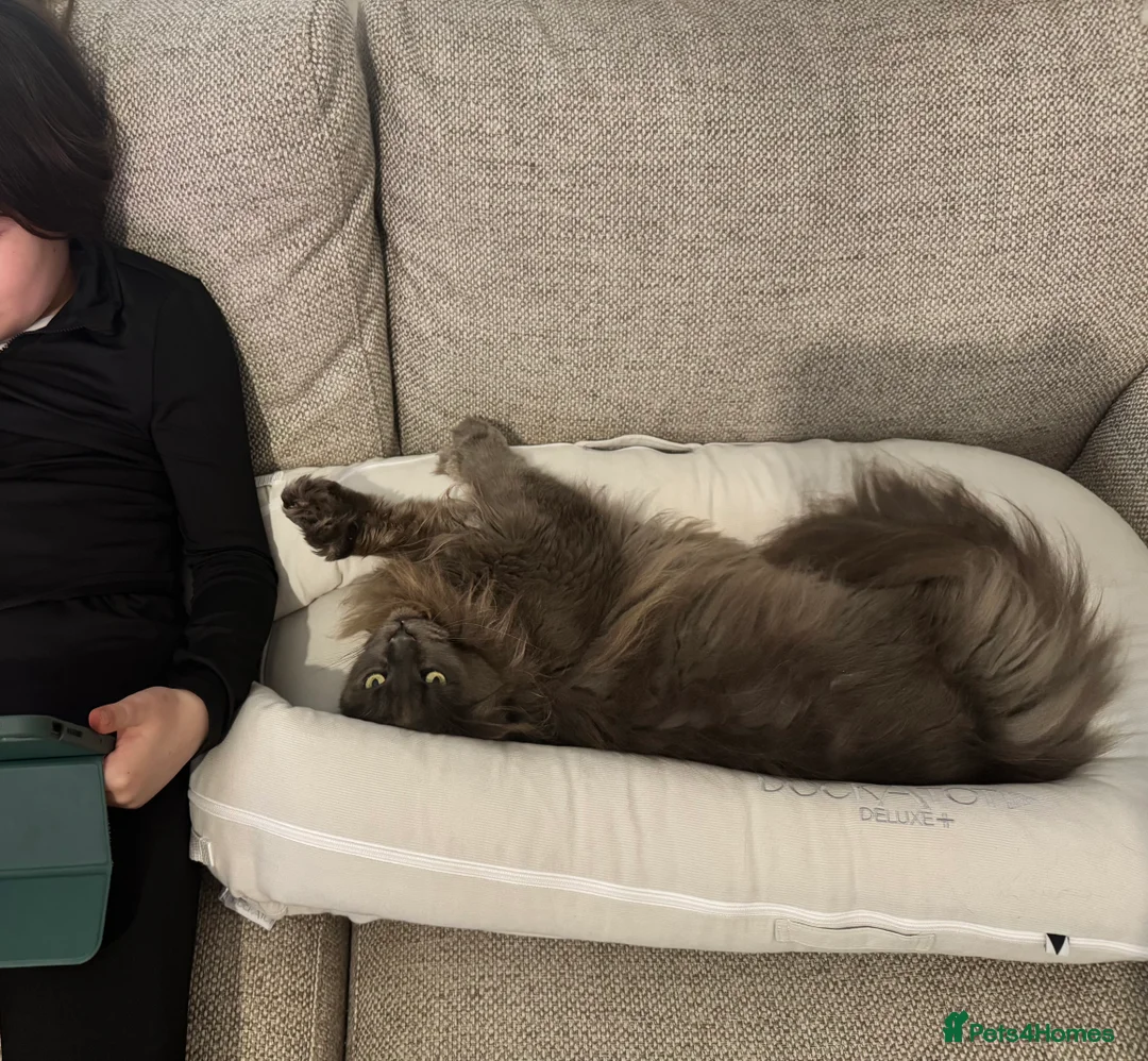 Maine Coon cats for sale: 🐾Retired polydactyl Queen🐾 - Advert 2