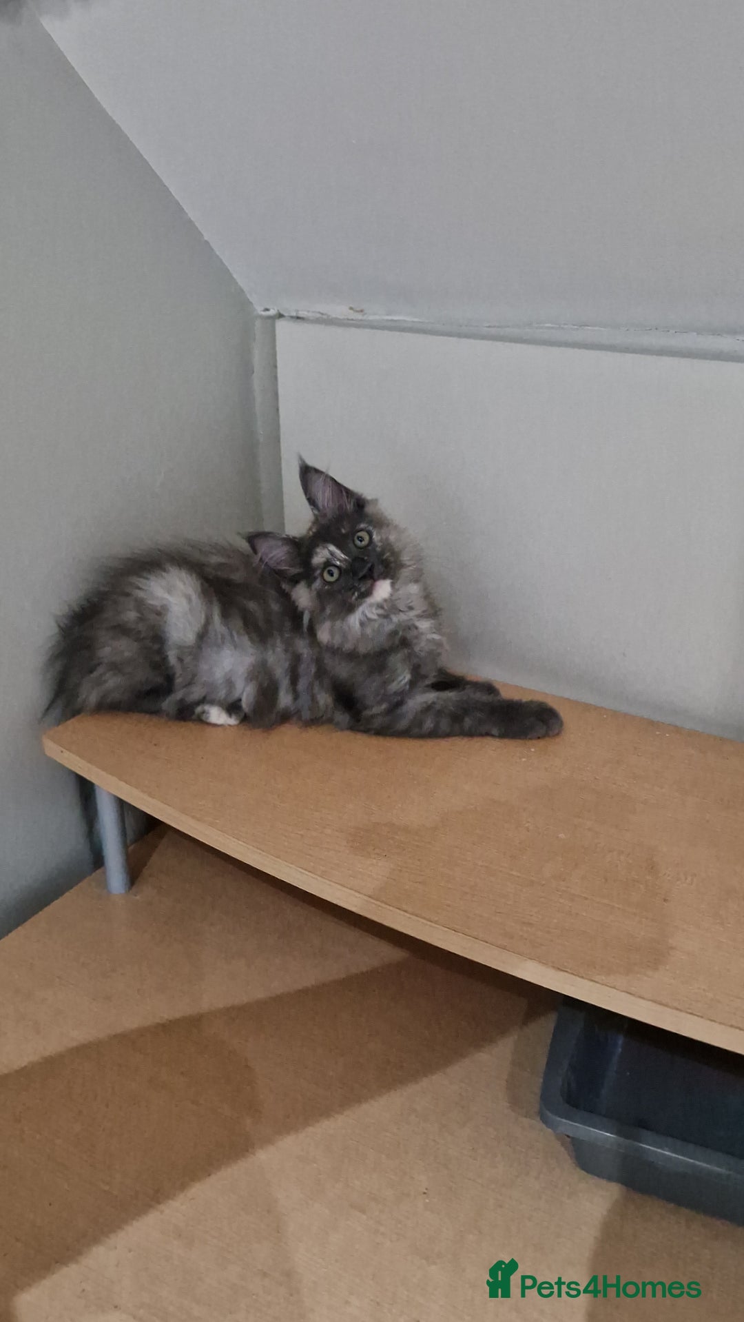 Maine Coon cats for sale: HEALTHY 5 Generation GCCF pedigree Maine coons - Image 7