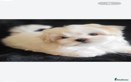 Maltese dogs for sale: Maltese - Image 4