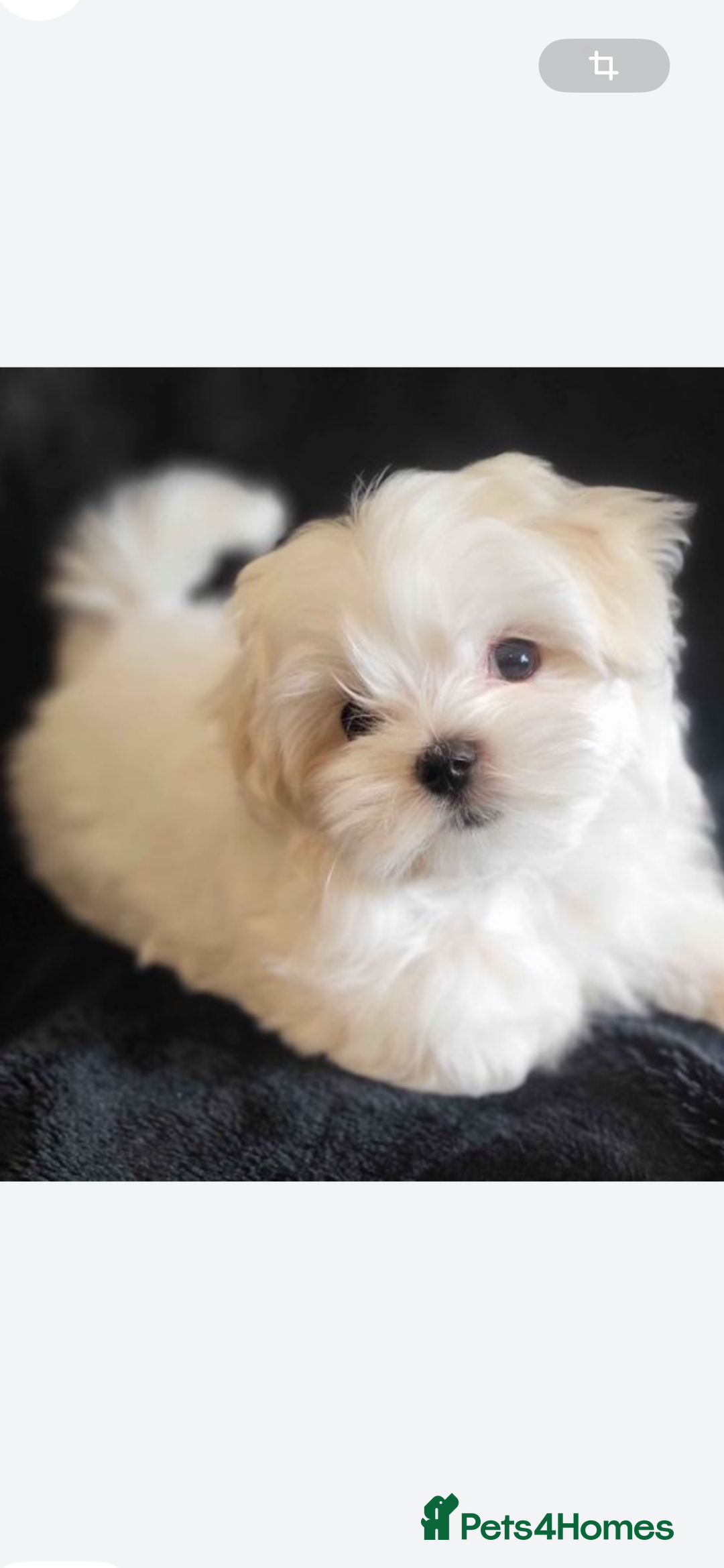 Maltese dogs for sale: Maltese - Image 4