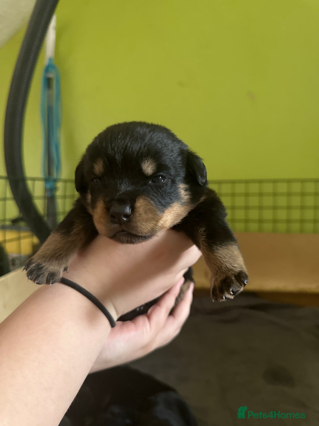 Rottweiler dogs for sale: CHUNKY PUREBREAD ROTTWEILERS  - Advert 16