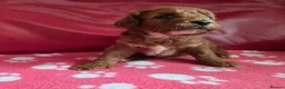 Cavapoo dogs for sale: F1 cavapoos  - Advert 11