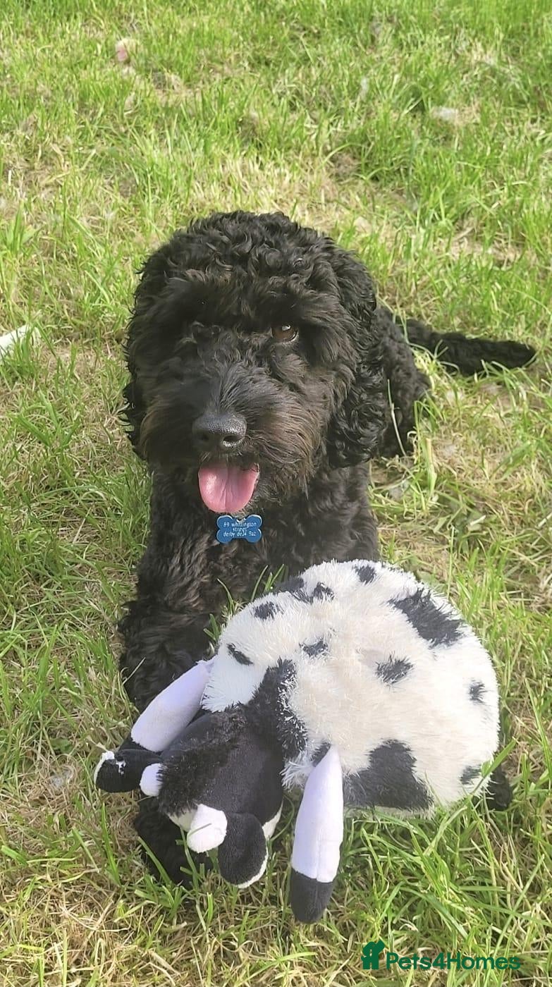 Cockapoo dogs Sad rehoming  of kobie Cockapoo - Advert 2