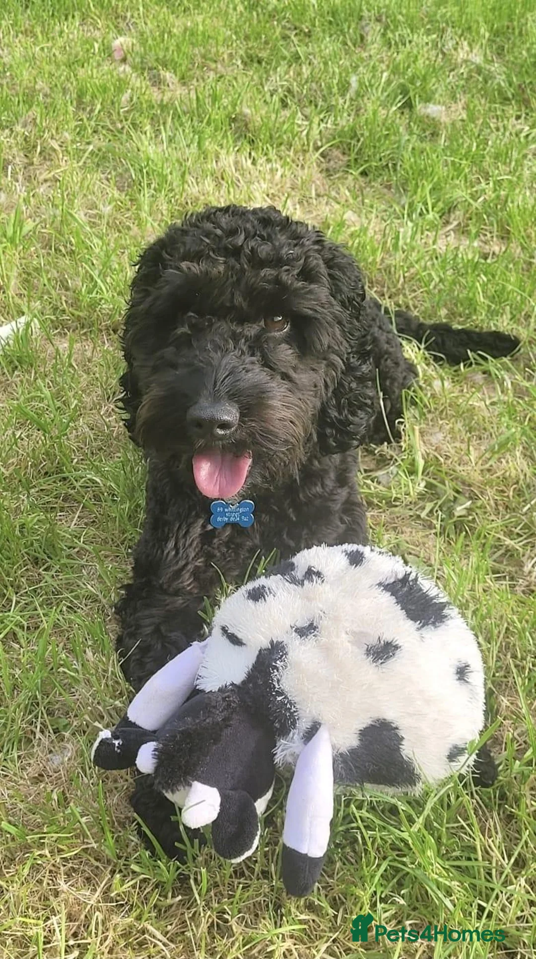 Cockapoo dogs for sale: Sad rehoming  of kobie Cockapoo in Derby - Advert 1