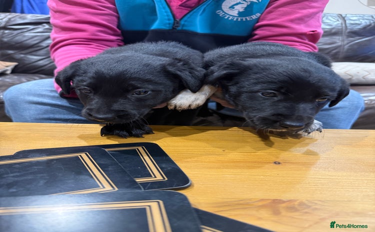 Borador dogs - Advert 2