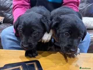 Borador dogs - Advert 4