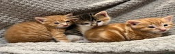Domestic Shorthair cats for sale: Two male ginger, One female cali kittens - Advert 5