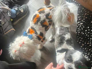 Malshi dogs GORGEOUS MALSHI PUPPIES AVAILABLE - Advert 3