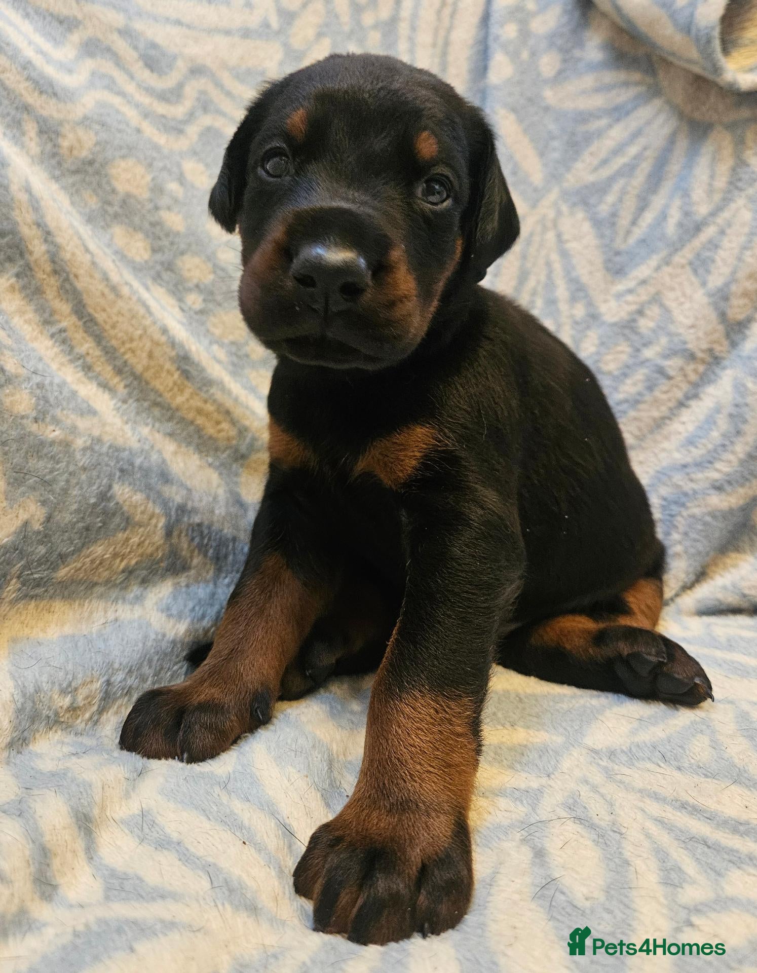 Dobermann dogs for sale: Kc registered Doberman puppies - Advert 17