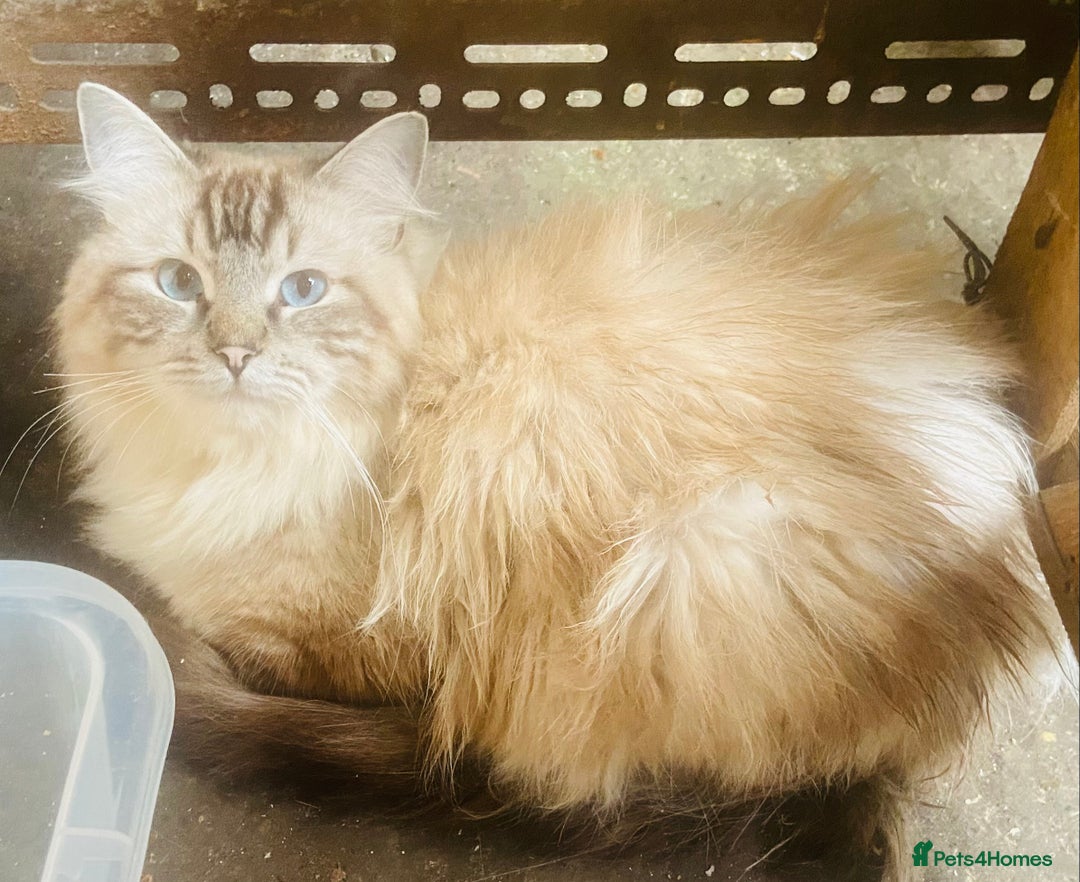 Ragdoll cats for sale: Loving home required ASAP - Image 5