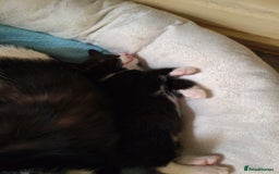Domestic Shorthair cats for sale: I'm giving away kittens.  - Image 6