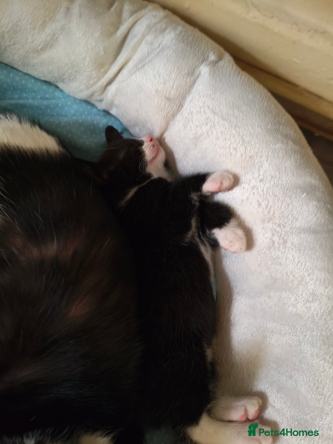 Domestic Shorthair cats for sale: I'm giving away kittens.  - Image 6