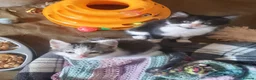 Mixed Breed cats for adoption: Beautiful rescue kittens for adoption - Advert 2