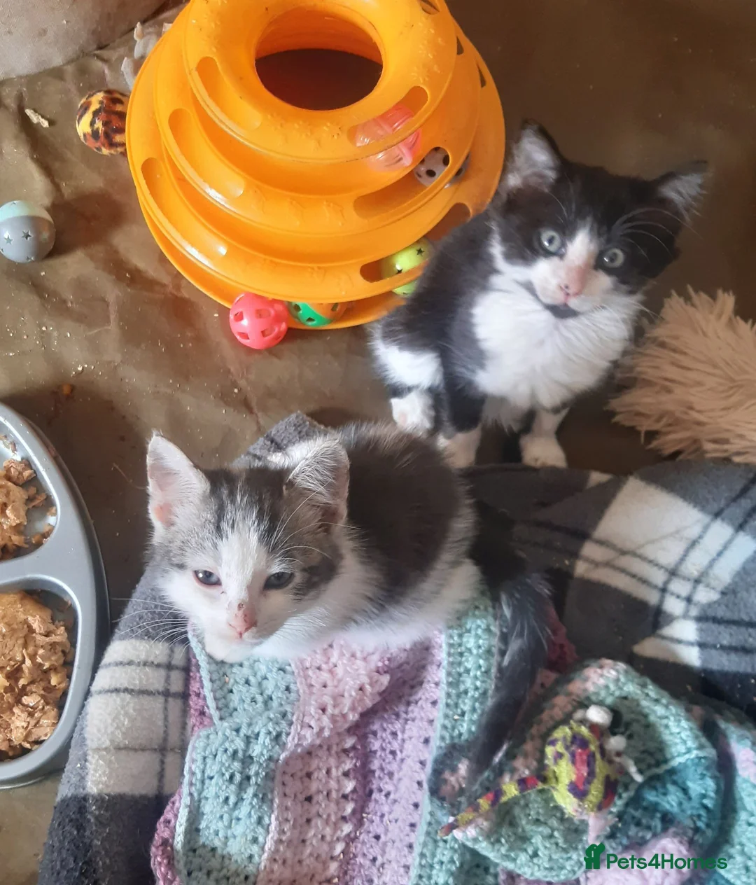 Mixed Breed cats for adoption: Beautiful rescue kittens for adoption - Advert 2