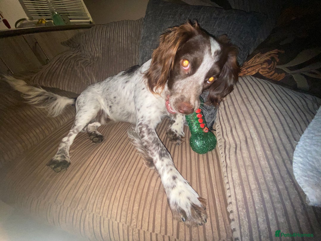 Cocker Spaniel dogs for stud: Crazy Cocker spaniel for studding. in Kettering - Image 7