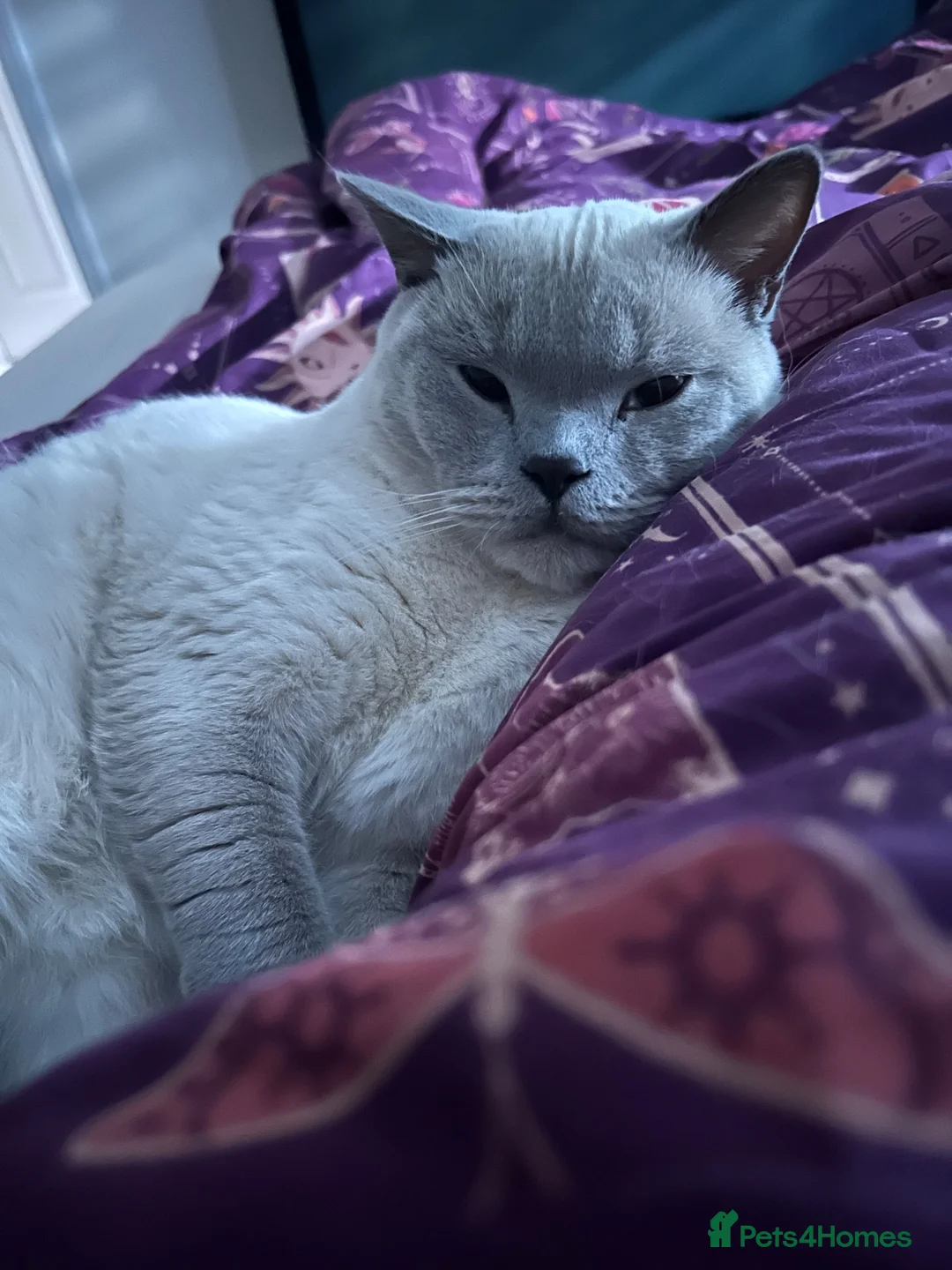 British Shorthair cats for sale: GCCF Pedigree Lilac Colourpoint British Shorthair in Swindon - Advert 2
