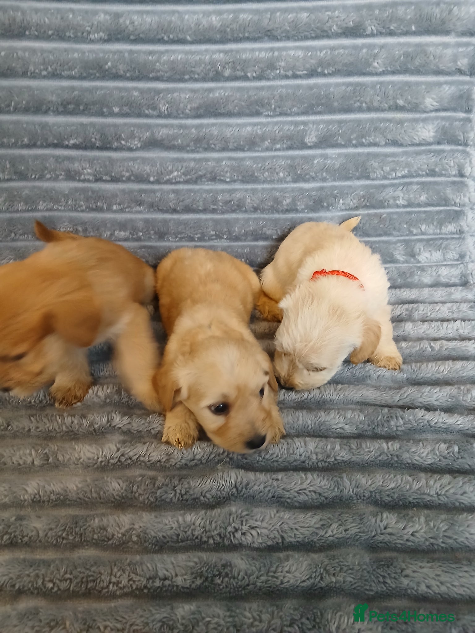 Mixed Breed dogs for sale: 8 dachshund x jack Russel puppies  in Henfield - Advert 30