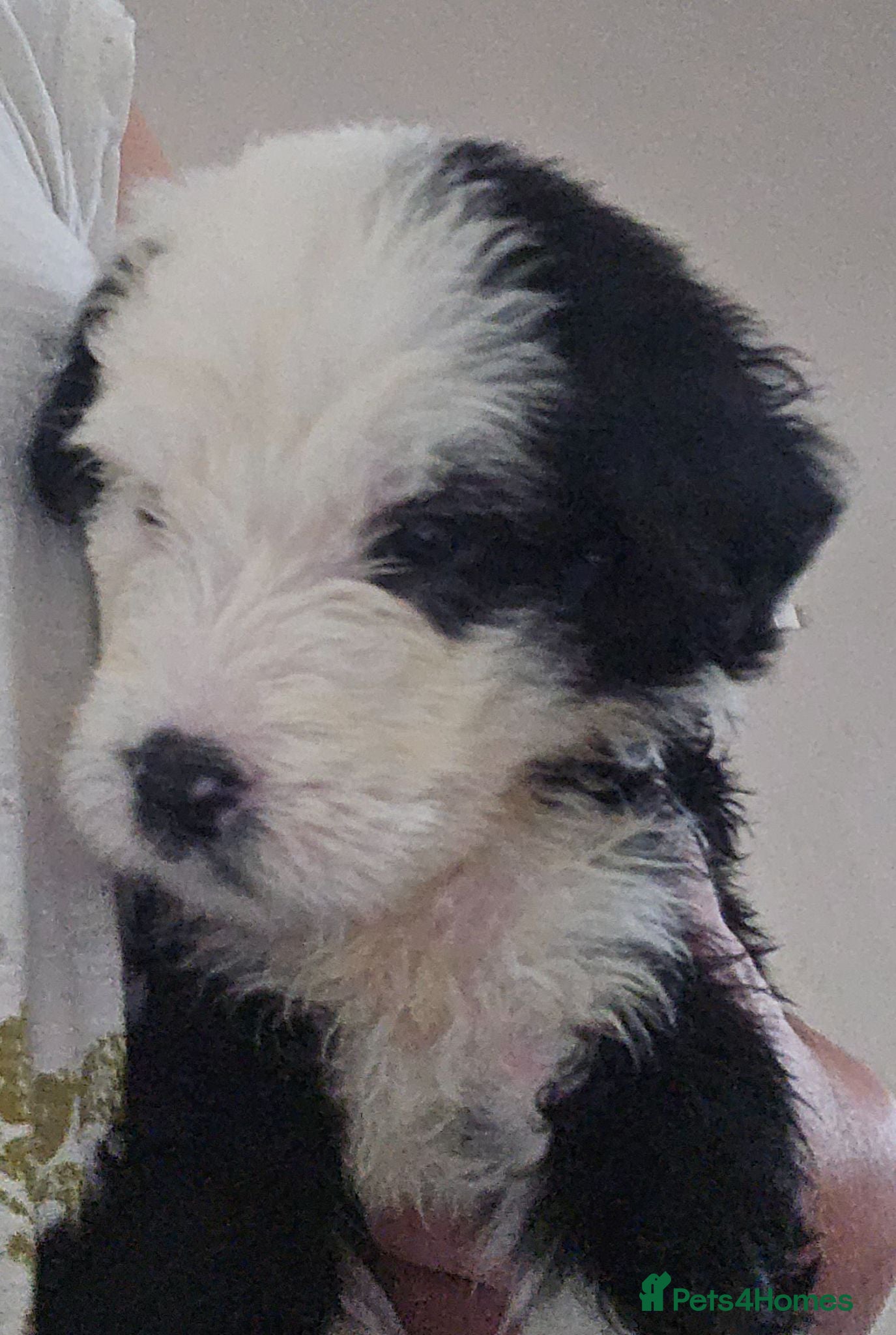 Mixed Breed dogs  old english sheepdog x bernese mountain dog puppy - Advert 13