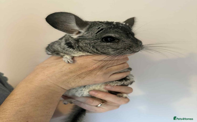 Chinchilla rodents - Advert 1