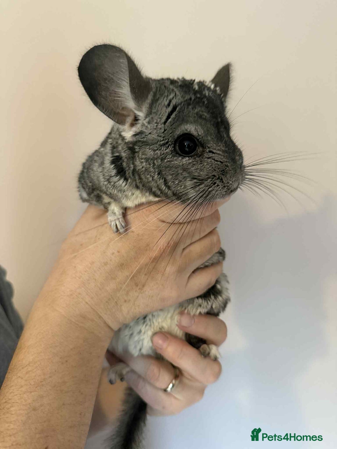 Chinchilla rodents for sale: 2 year old male chinchilla  - Image 1