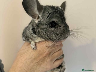 Chinchilla rodents for sale - Advert 1